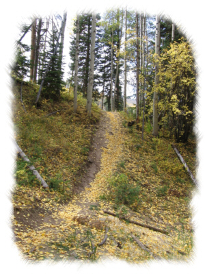 Path of aspen leaves