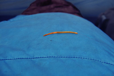 After an all night rain, it was so damp in my tent that I had a worm crawling across the sleeping bag! Notice that the bags DWR finish still causes water to bead up.