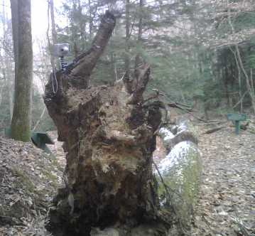 Mounted on an old tree stump