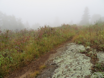 Foggy day on the Greenstone Ridge at Isle Royale