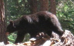 black bear foraging