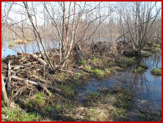 One of many beaver dams I crossed while wearing the SOLE Footbeds