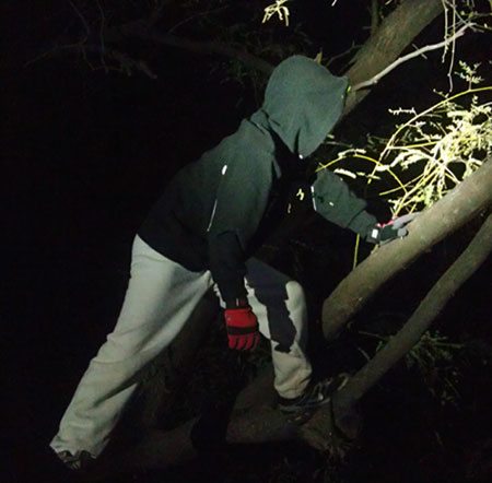 MV climbing a tree using the Bot