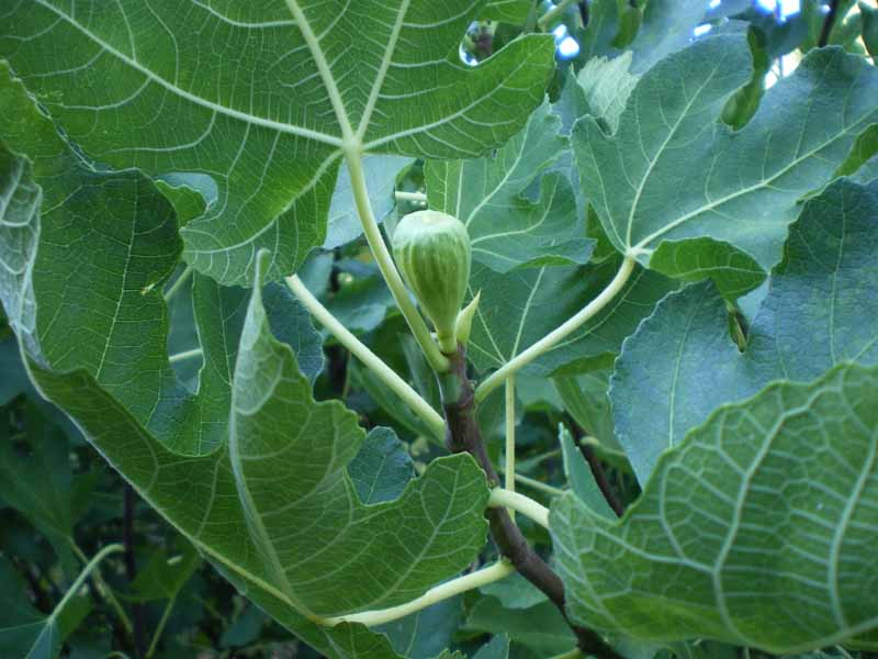 native fig