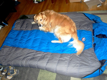 Scout's a big dog (90 lbs (40 kg)), but the King Solomon looks huge with her on it.