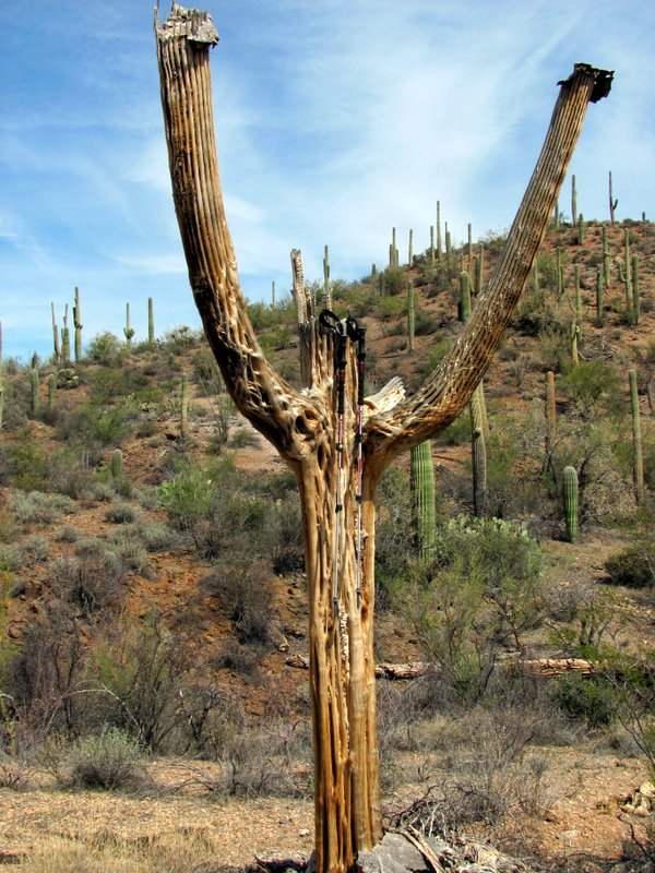 Saguaro holding the Trail Shocks